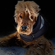 Ary participe au concours pour gagner de l'argent avec cette photo : dog, golden_retriever, cocker_spaniel, pet, snow, fur, paw, nose, muzzle, portrait, closeup, winter_coat, jacket, fluffy_hair, whiskers, outdoor, snowflakes, dark_background, warm_coat, adorable