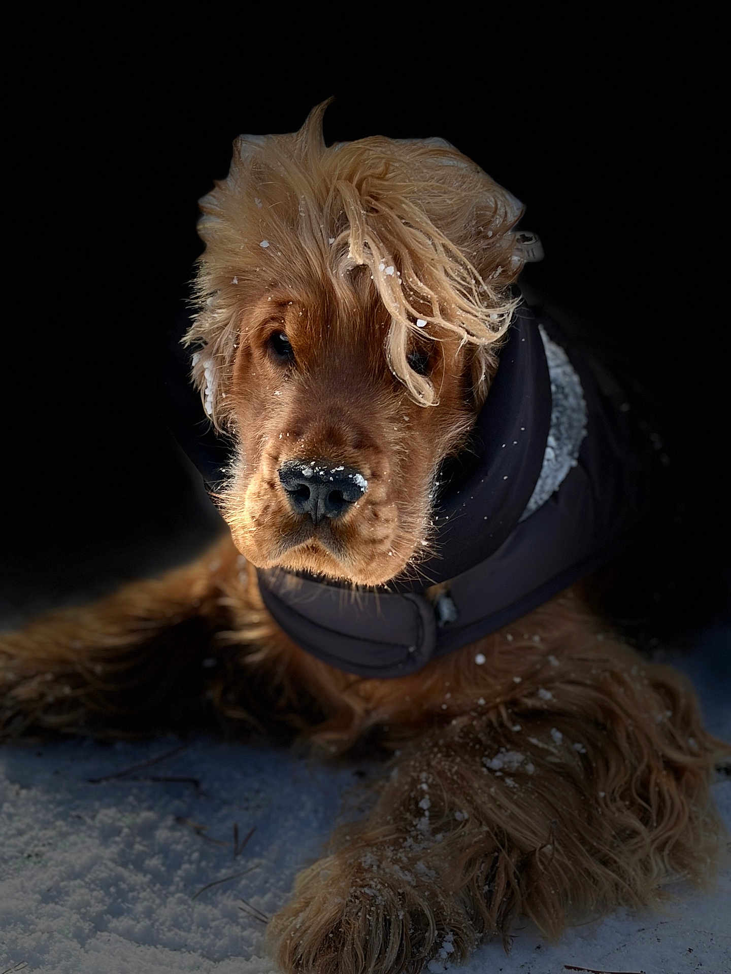 Ary participe au concours pour gagner de l'argent avec cette photo : dog, golden_retriever, cocker_spaniel, pet, snow, fur, paw, nose, muzzle, portrait, closeup, winter_coat, jacket, fluffy_hair, whiskers, outdoor, snowflakes, dark_background, warm_coat, adorable