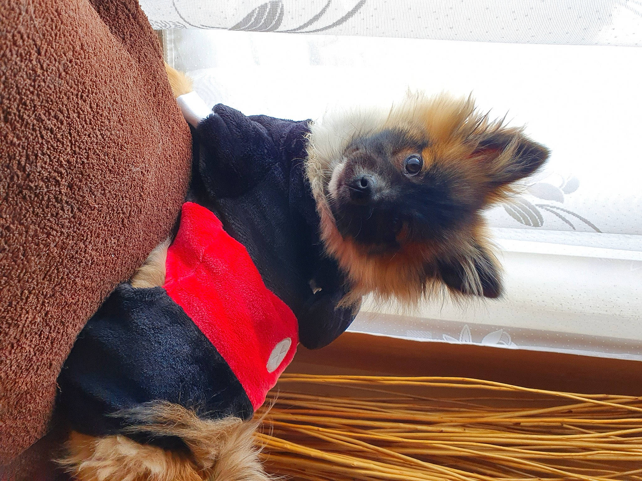 Plout a rejoint le concours — aidez-le/la à gagner de superbes lots ! carnivore, collar, companion_dog, dog, dog_breed, dog_clothes, dog_collar, dog_supply, fawn, felidae, flooring, liver, pet_supply, snout, sporting_group, tail, terrier, toy_dog, whiskers, wood