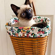 Obiwan joined the competition — help win amazing prizes! cat, siamese_cat, blue_eyes, basket, floral_pattern, woven_basket, pet, indoor, curious, animal, feline, close_up, cute, whiskers, ears, door, fabric, striped, domestic, resting
