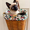 cat, siamese_cat, blue_eyes, basket, floral_pattern, woven_basket, pet, indoor, curious, animal, feline, close_up, cute, whiskers, ears, door, fabric, striped, domestic, resting