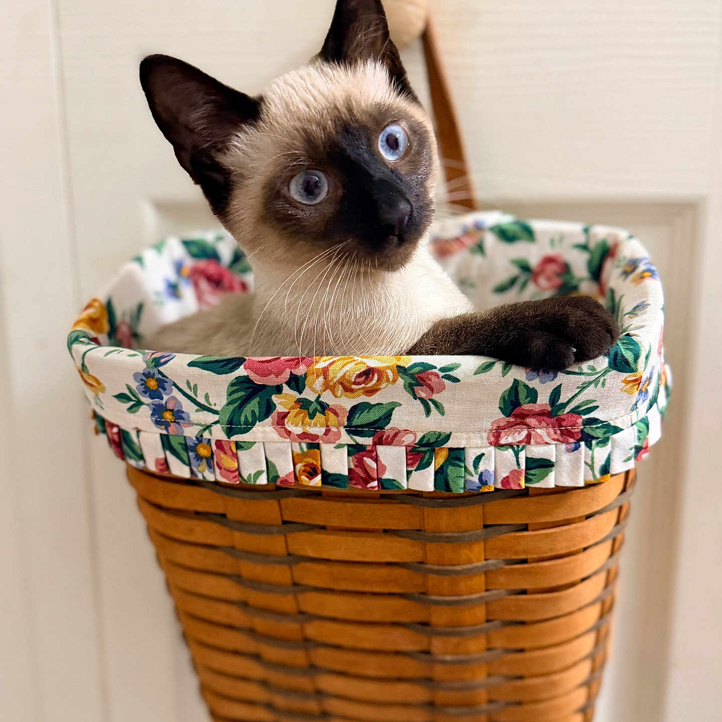 Obiwan joined the competition — help win amazing prizes! cat, siamese_cat, blue_eyes, basket, floral_pattern, woven_basket, pet, indoor, curious, animal, feline, close_up, cute, whiskers, ears, door, fabric, striped, domestic, resting
