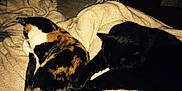 Shelby is registered to the contest to win money with this photo: