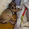 animal, bed, blanket, brown, canine, comfortable, cozy, cute, dog, domestic, fabric, furniture, indoor, looking_back, pet, pillow, puppy, relaxed, resting, small_dog