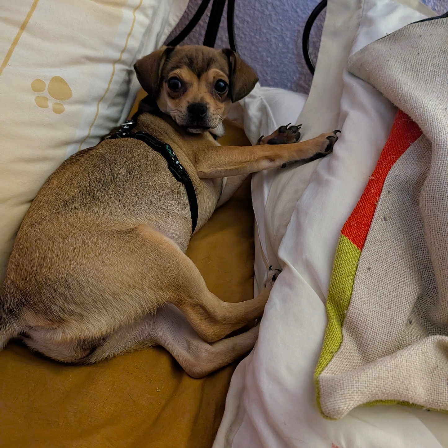 Belle a rejoint le concours — aidez-le/la à gagner de superbes lots ! dog, puppy, bed, pillow, blanket, furniture, indoor, pet, canine, resting, brown, small_dog, cute, looking_back, comfortable, domestic, animal, cozy, fabric, relaxed