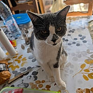 Bob a rejoint le concours — aidez-le/la à gagner de superbes lots ! cat, tuxedo_cat, pet, animal, portrait, sitting, indoors, table, tablecloth, chairs, kitchen, dining_area, bottle, container, food, whiskers, ears, black_and_white, staring, home