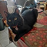 black_cat, cat, indoor, table, tablecloth, patterned, yellow_eyes, feline, pet, domestic_cat, curious, lounge, fur, collar, tag, chair, laptop, window, light, home