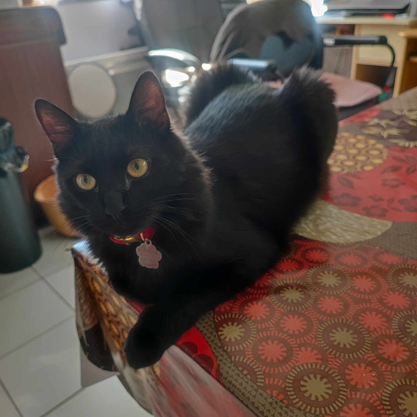 Boubou a rejoint le concours — aidez-le/la à gagner de superbes lots ! black_cat, cat, indoor, table, tablecloth, patterned, yellow_eyes, feline, pet, domestic_cat, curious, lounge, fur, collar, tag, chair, laptop, window, light, home
