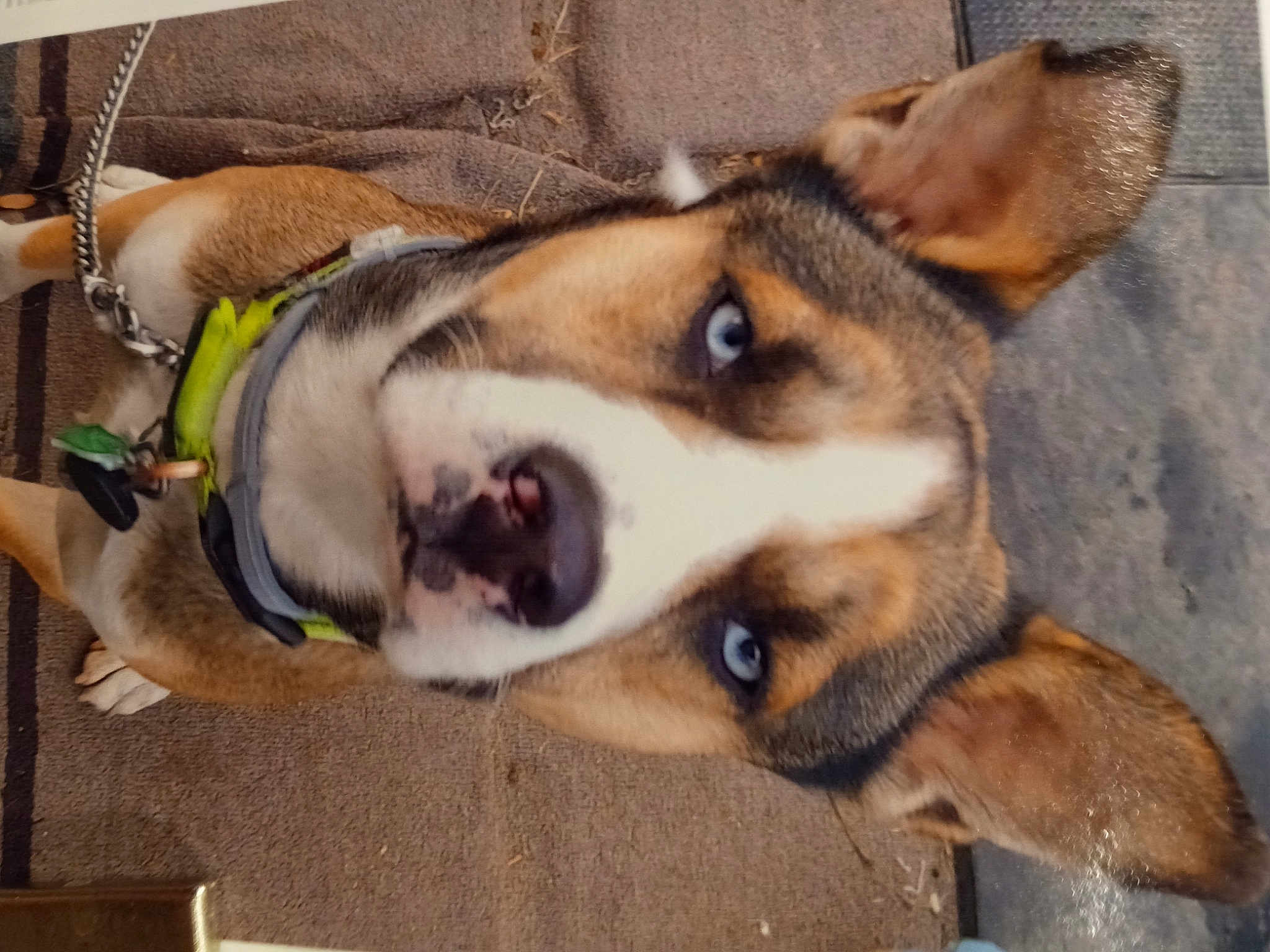 Handsome Frank Rizzo