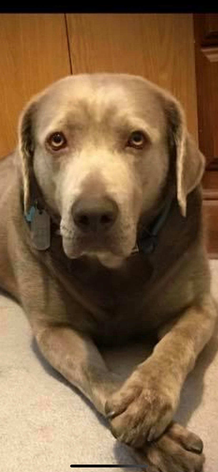 Hunter is registered to the contest to win money with this photo: canidae, carnivore, companion_dog, dog, dog_breed, dog_collar, ear, eye, fawn, fur, gun_dog, liver, pointing_breed, retriever, selfie, snout, sporting_group, whiskers, wood, working_animal