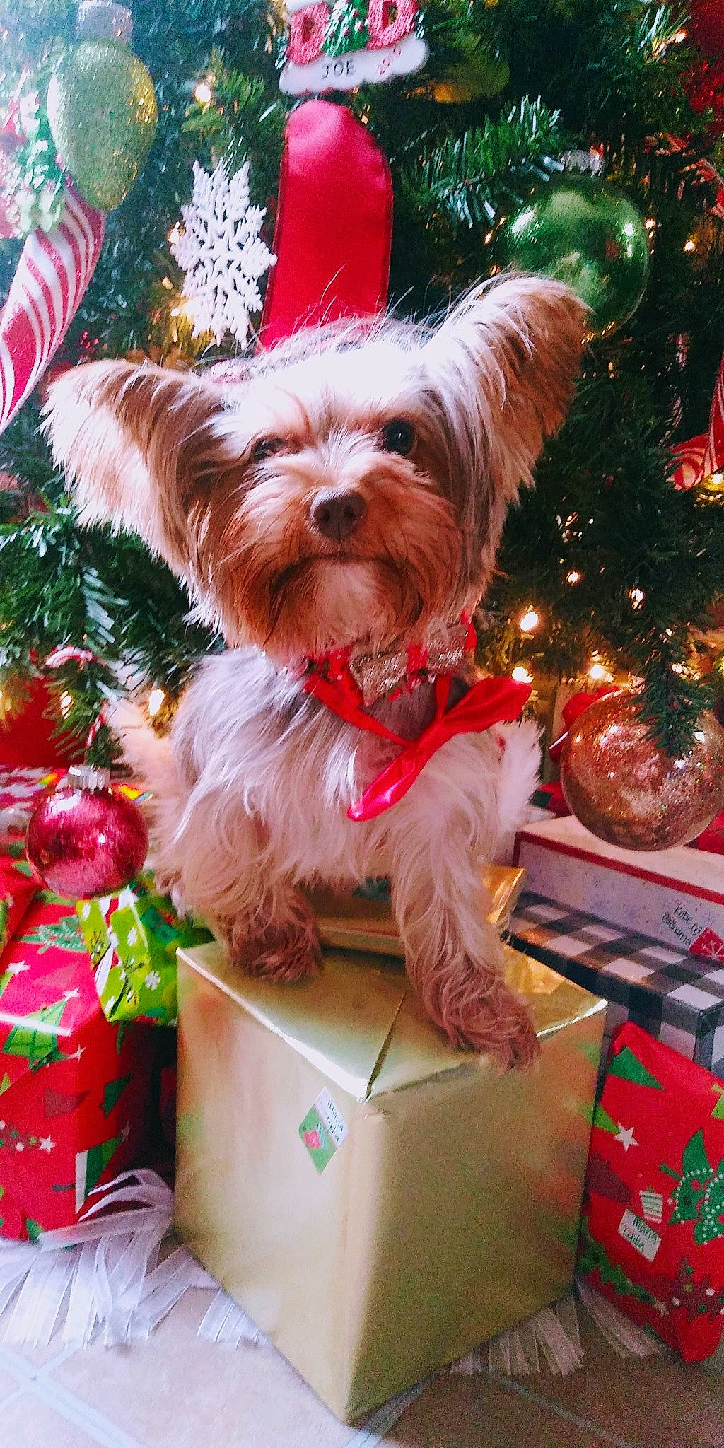 Coco joined the competition — help win amazing prizes! canidae, carnivore, christmas_tree, companion_dog, dog, dog_breed, dog_supply, event, fashion_accessory, fawn, fur, holiday, interior_design, liver, plant, shipping_box, snout, sporting_group, toy_dog, tree