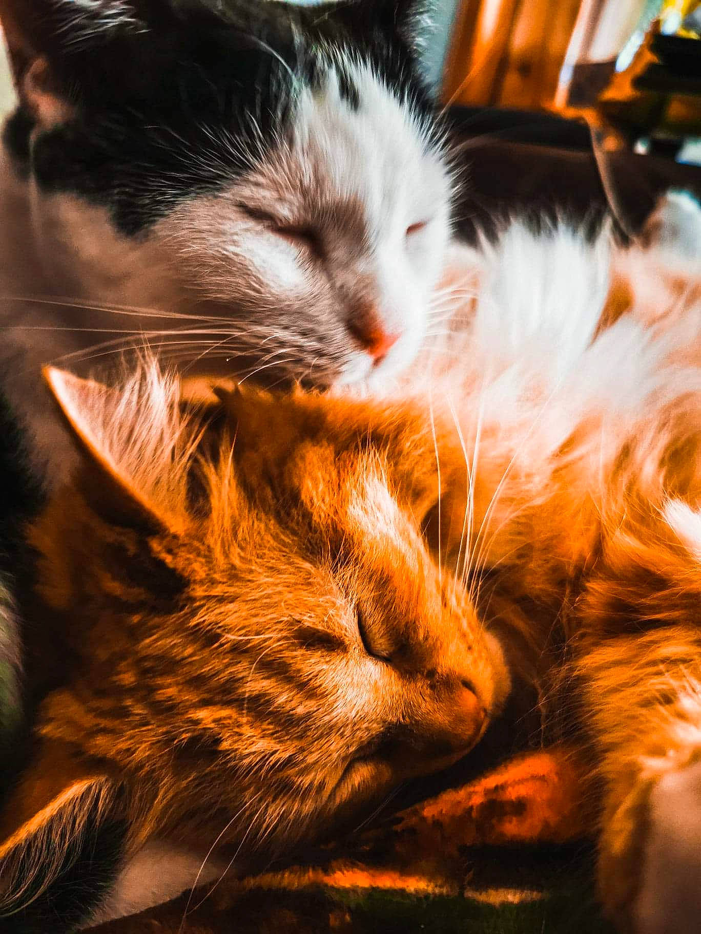 Alice Et Crepe Dju participe au concours pour gagner de l'argent avec cette photo : carnivore, cat, claw, close_up, european_shorthair, felidae, fur, kitten, maine_coon, night, norwegian_forest_cat, nose, orange, small_to_medium_sized_cats, snout, tabby_cat, whiskers