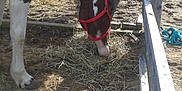 Angel is registered to the contest to win money with this photo: horse, horse_like_mammal, livestock, snout, stallion