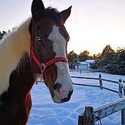 Angel joined the competition — help win amazing prizes! bridle, halter, horse, horse_supplies, horse_tack, livestock, mammal, mane, mare, mustang_horse, rein, sky, snout, snow, stallion, tree, vertebrate, winter