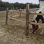 Angel joined the competition — help win amazing prizes! fence, grass, land_lot, outdoor_structure, ranch, tree, wood
