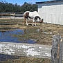 Angel is registered to the contest to win money with this photo: farm, grass, horse, horse_like_mammal, livestock, mane, mare, outdoor_structure, pack_animal, pasture, ranch, stallion, tree