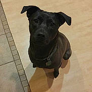 Lily is registered to the contest to win money with this photo: carnivoran, dog, dog_breed, dog_breed_group, dog_like_mammal, patterdale_terrier, snout, sporting_group
