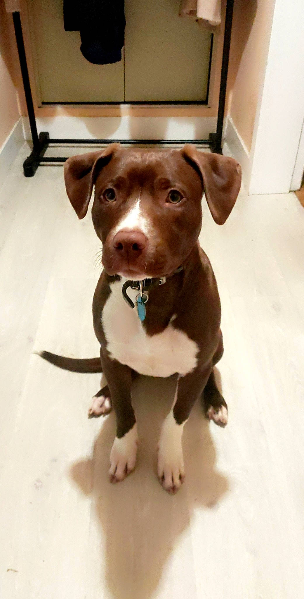 Coogee participe au concours pour gagner de l'argent avec cette photo : brown, canidae, carnivore, collar, companion_dog, dog, dog_breed, dog_collar, fawn, fur, hardwood, hunting_dog, liver, pet_supply, puppy, snout, sporting_group, whiskers, wood, working_animal