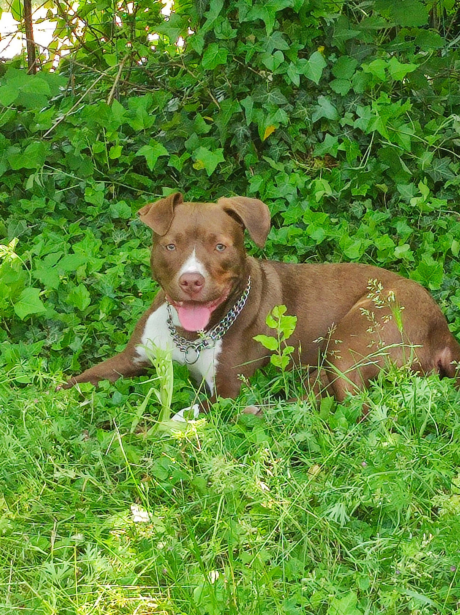 Coogee participe au concours pour gagner de l'argent avec cette photo : canidae, carnivore, collar, companion_dog, dog, dog_breed, dog_collar, fawn, grass, grassland, groundcover, gun_dog, herb, liver, pet_supply, plant, sporting_group, tail, terrestrial_animal, working_animal