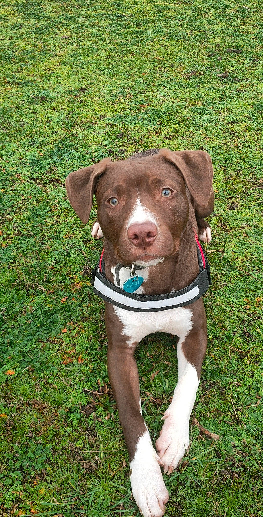 Coogee a rejoint le concours — aidez-le/la à gagner de superbes lots ! canidae, carnivore, collar, companion_dog, dog, dog_breed, dog_collar, dog_supply, fashion_accessory, fawn, grass, gun_dog, hunting_dog, leash, liver, plant, snout, sporting_group, whiskers, working_animal