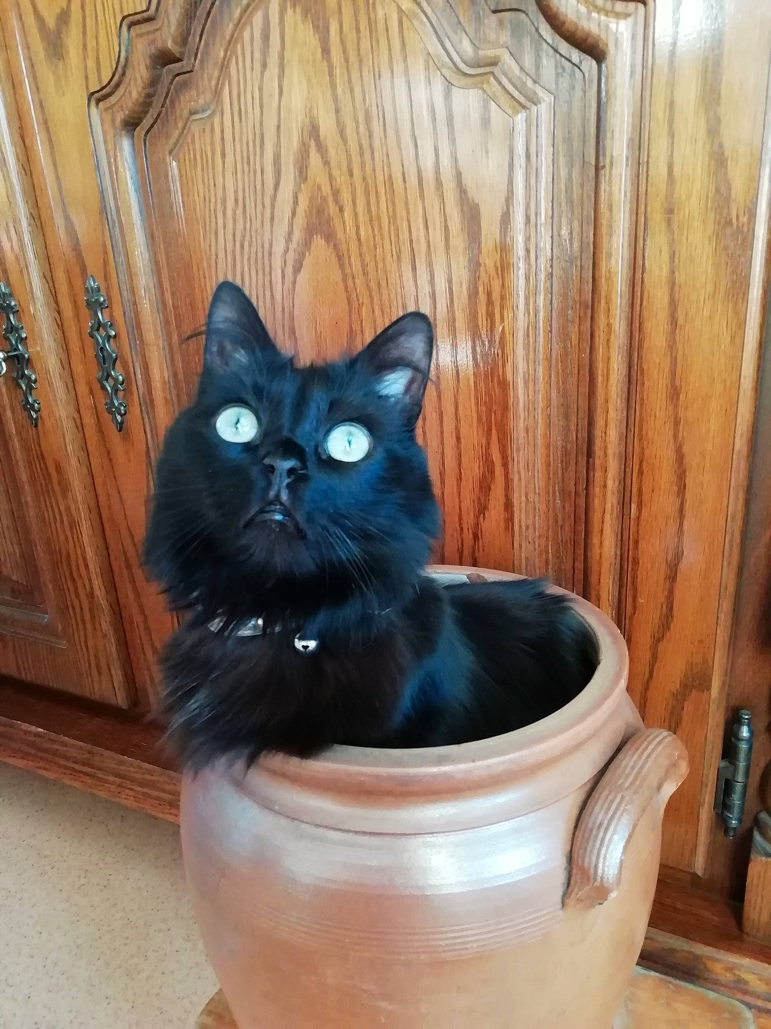 Josephine a rejoint le concours — aidez-le/la à gagner de superbes lots ! asian, black, black_cat, bombay, carnivore, cat, domestic_long_haired_cat, domestic_short_haired_cat, fawn, felidae, kitten, mammal, room, small_to_medium_sized_cats, whiskers