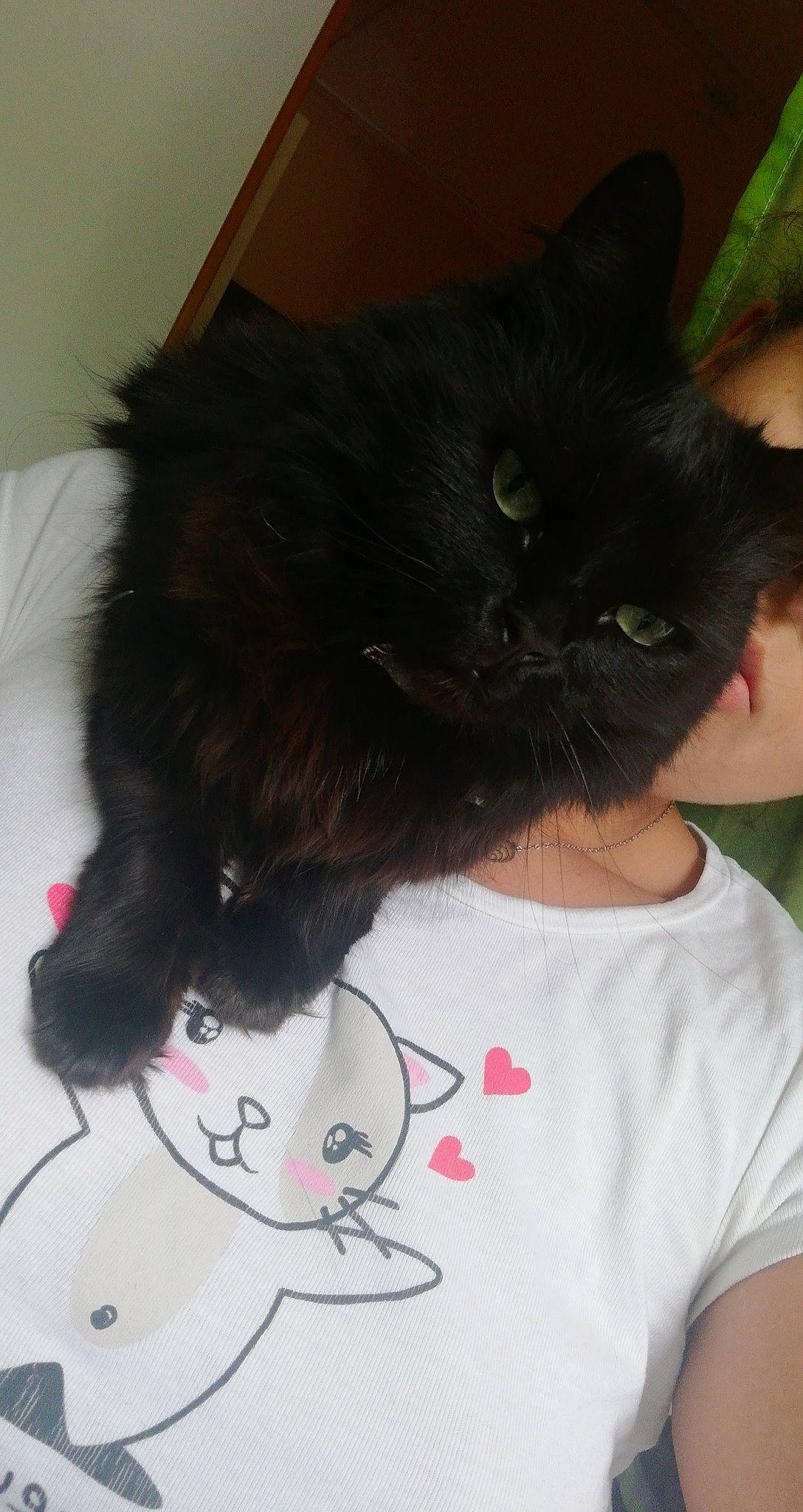 Josephine participe au concours pour gagner de l'argent avec cette photo : black, black_cat, black_hair, carnivore, cat, domestic_long_haired_cat, ear, felidae, fur, hair, long_hair, norwegian_forest_cat, persian, small_to_medium_sized_cats, tail, whiskers