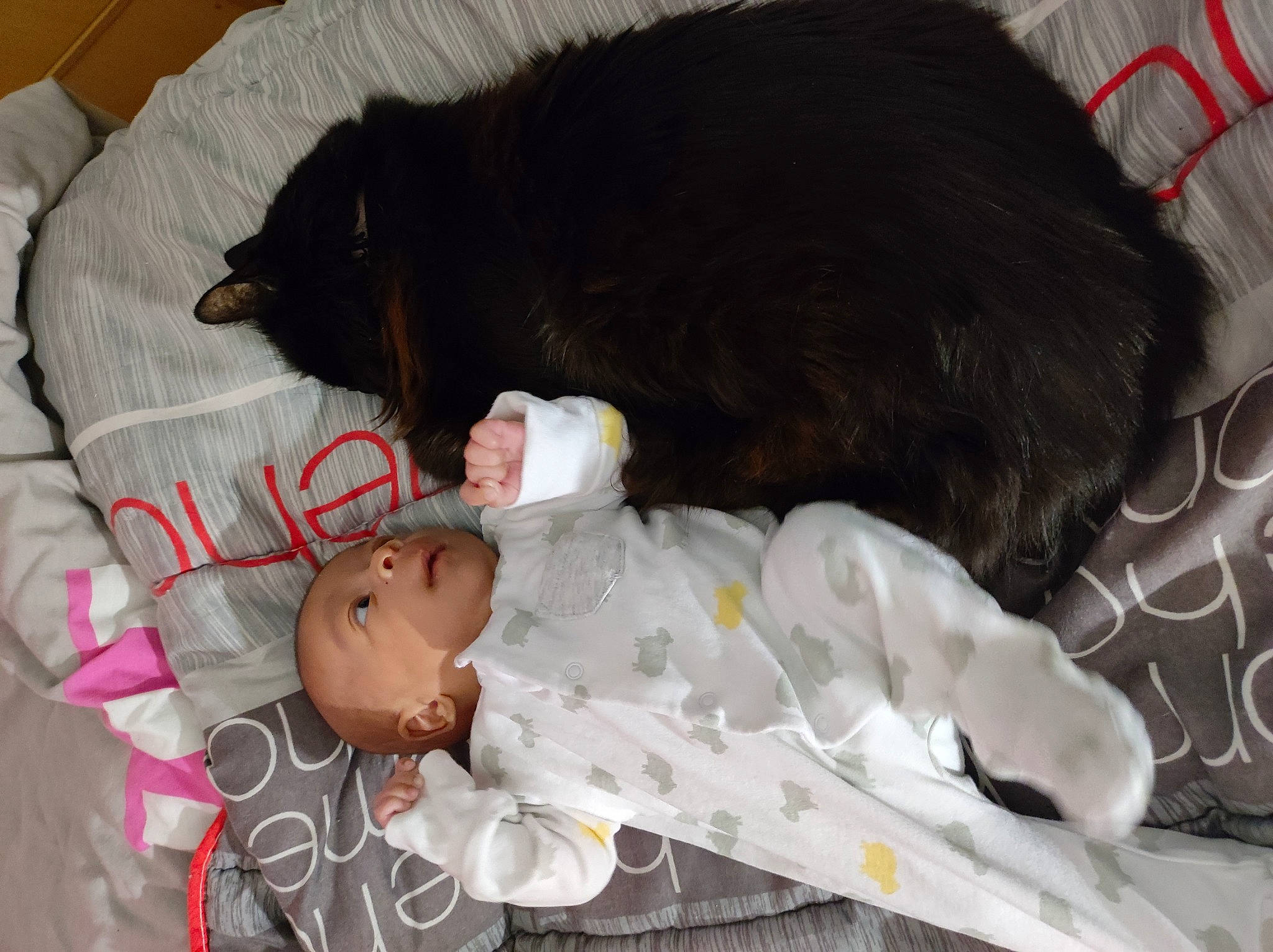 Adonis a rejoint le concours — aidez-le/la à gagner de superbes lots ! baby, baby_toddler_clothing, bed, black_cat, carnivore, cat, child, comfort, companion_dog, dog_breed, domestic_short_haired_cat, felidae, fur, linens, person, room, small_to_medium_sized_cats, sporting_group, tail, toddler