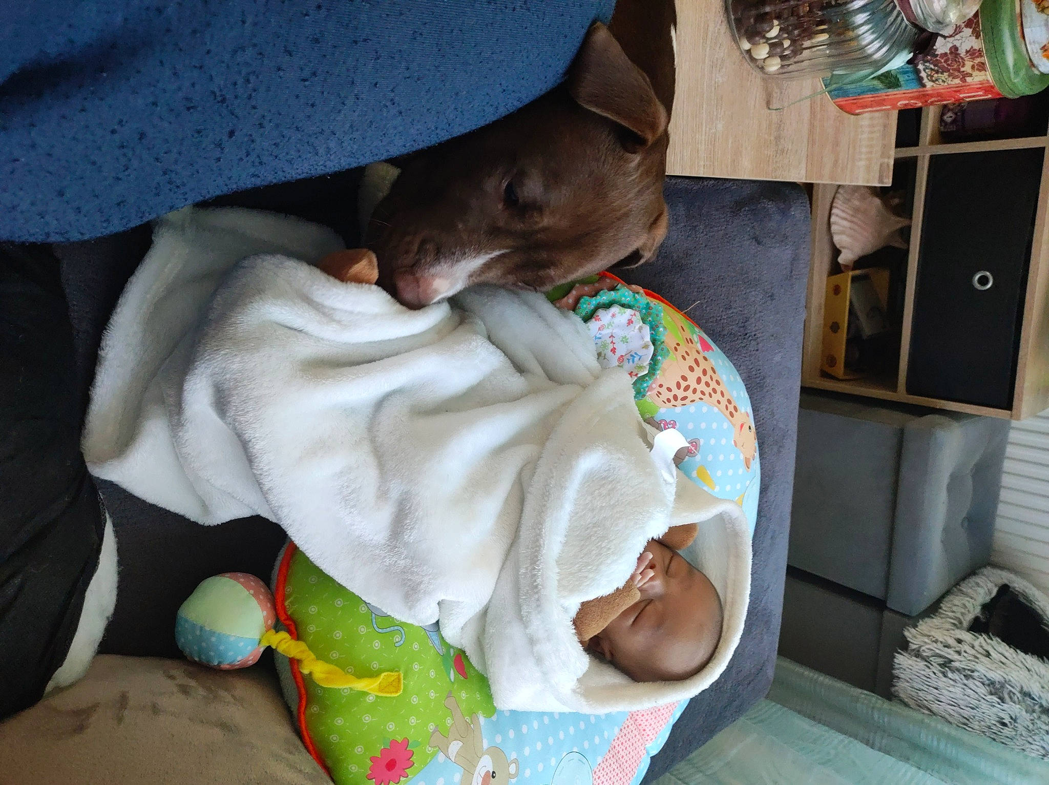 Adonis participe au concours pour gagner de l'argent avec cette photo : baby, baby_products, bedtime, child, comfort, companion_dog, dog, linens, nap, person, room, sleep