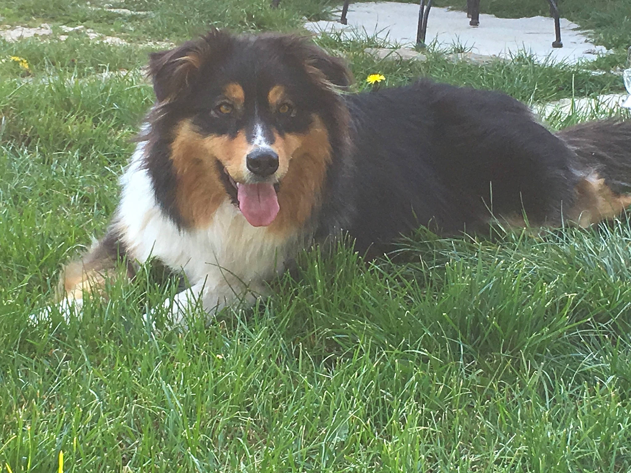 Osiris a rejoint le concours — aidez-le/la à gagner de superbes lots ! australian_collie, australian_shepherd, border_collie, canidae, carnivore, companion_dog, dog, dog_breed, english_shepherd, grass, herding_dog, mammal, miniature_australian_shepherd, rare_breed_dog, rough_collie, scotch_collie, shetland_sheepdog, sporting_group, vertebrate, welsh_sheepdog