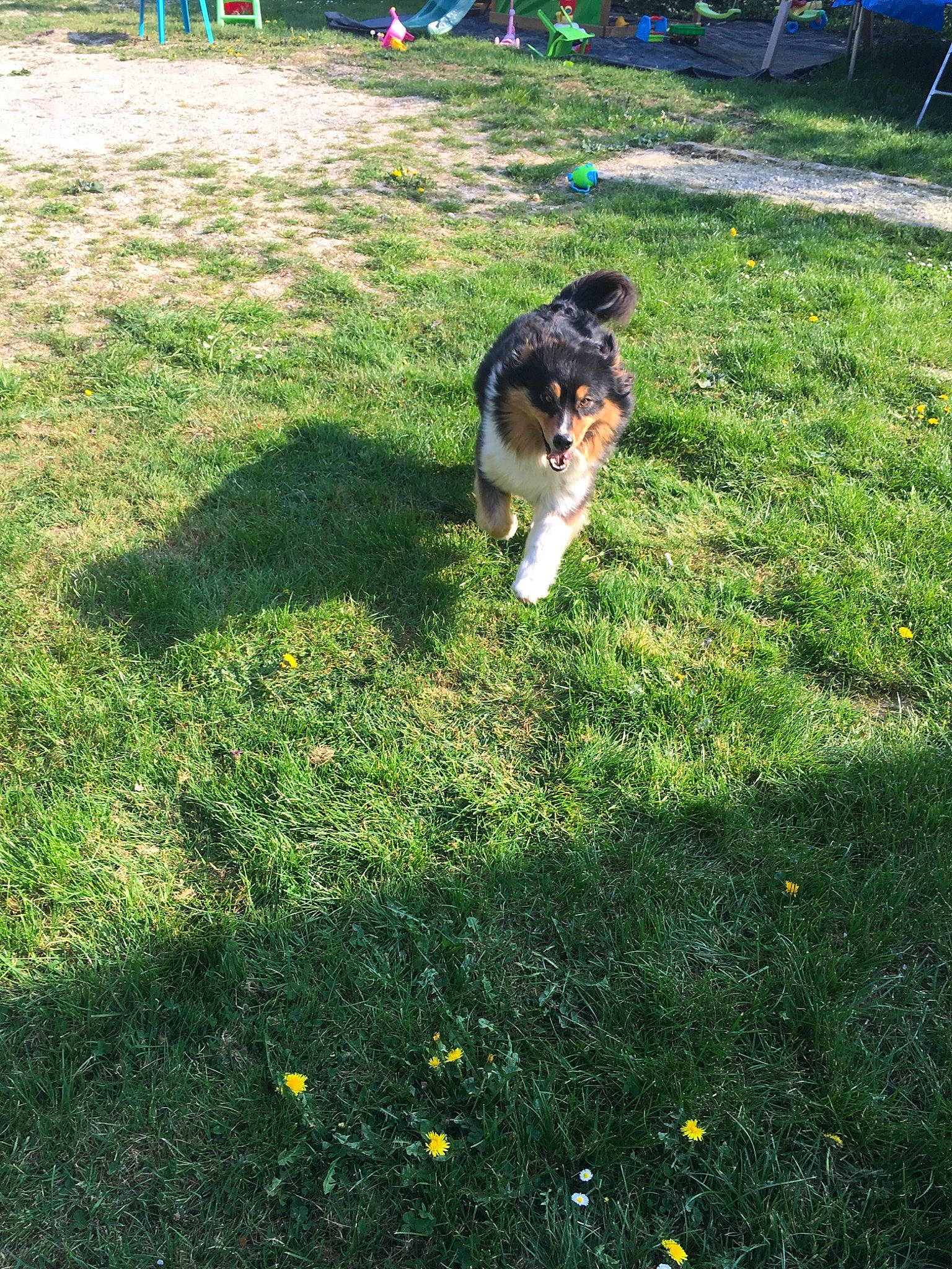 Osiris a rejoint le concours — aidez-le/la à gagner de superbes lots ! backyard, canidae, carnivore, companion_dog, dog, dog_breed, english_shepherd, grass, lawn, plant, puppy, sporting_group, tail