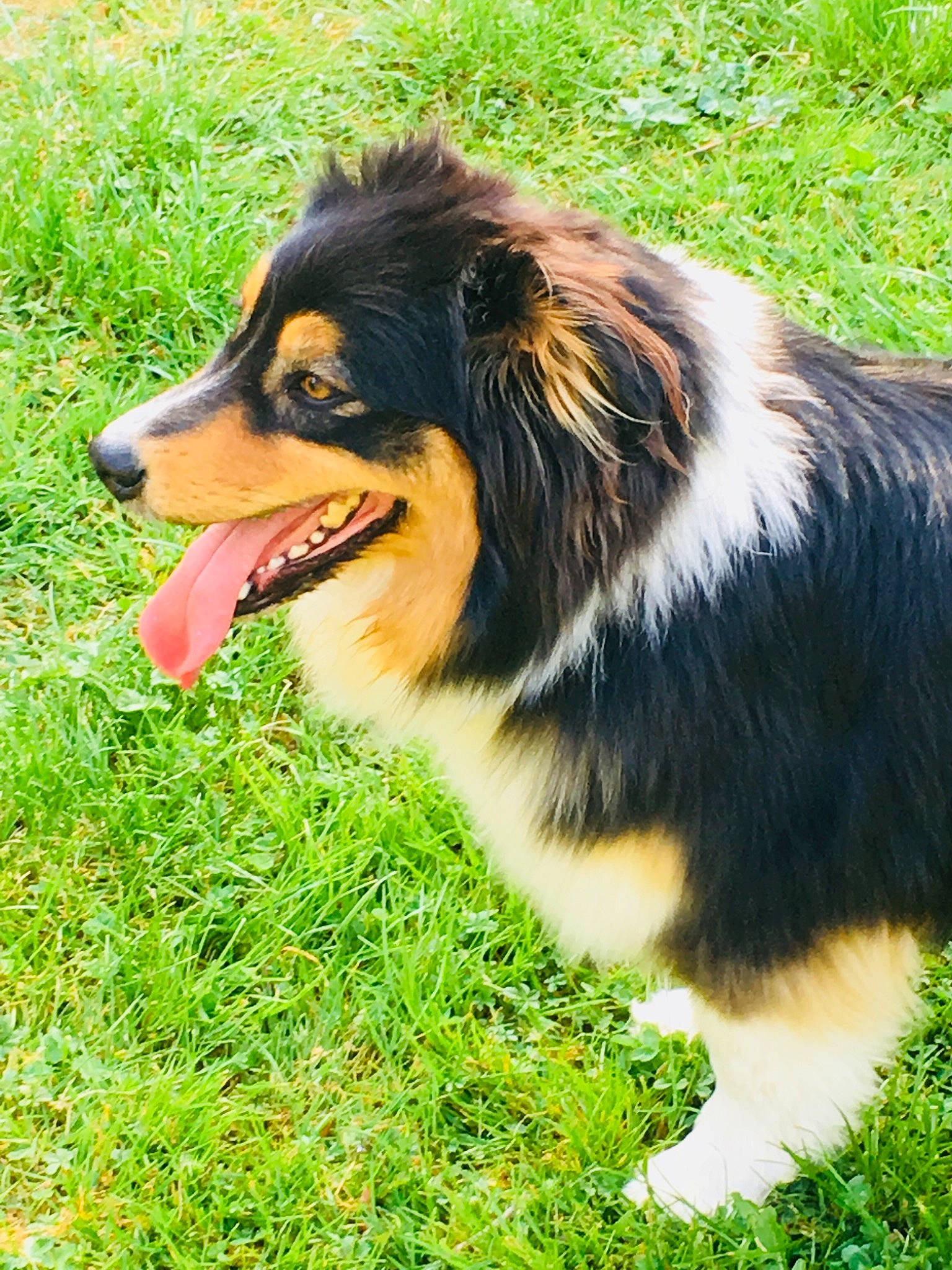 Osiris a rejoint le concours — aidez-le/la à gagner de superbes lots ! australian_collie, australian_shepherd, canidae, carnivore, collie, companion_dog, dog, dog_breed, english_shepherd, grass, herding_dog, mammal, miniature_australian_shepherd, rare_breed_dog, rough_collie, scotch_collie, shetland_sheepdog, vertebrate, working_dog