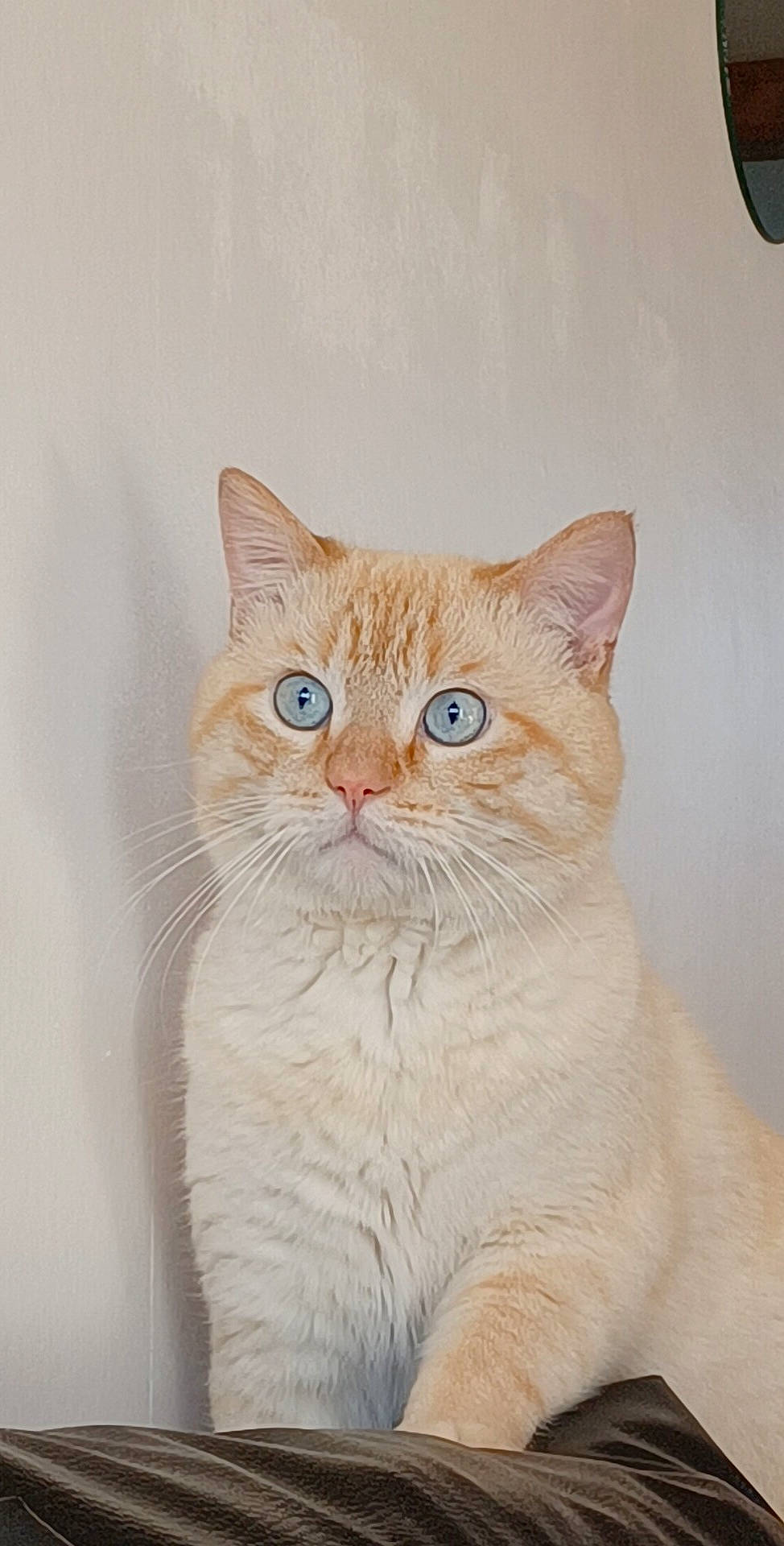 Mougli participe au concours pour gagner de l'argent avec cette photo : art, carnivore, cat, domestic_short_haired_cat, drawing, eye, fawn, felidae, fur, graphics, illustration, paint, painting, paper_product, small_to_medium_sized_cats, snout, tail, terrestrial_animal, whiskers, window