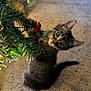 Max is registered to the contest to win money with this photo: kitten, cat, christmas_tree, holiday, carpet, indoor, pet, curious, greenery, red_berries, playful, feline, young_animal, whiskers, cute, domestic_animal, tree_branch, decorations, small_animal, fur