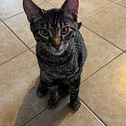 Max is registered to the contest to win money with this photo: brown_tiles, cat, curious, cute, domestic_animal, ears, eyes, feline, home_interior, indoor, kitten, paws, pet, portrait, shadow, sitting, stare, tabby_cat, tabby_stripes, whiskers