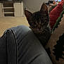 kitten, cat, jeans, knee, couch, cushion, living_room, television, blurred_background, indoor, pet, curious, cozy, furniture, home, casual, relaxing, animal, small, tabby