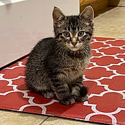 Max is registered to the contest to win money with this photo: kitten, cat, tabby, pet, animal, indoor, floor, mat, red, pattern, kitchen, tile, curious, sitting, fur, whiskers, ears, young, cute, domestic