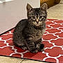 kitten, cat, tabby, pet, animal, indoor, floor, mat, red, pattern, kitchen, tile, curious, sitting, fur, whiskers, ears, young, cute, domestic