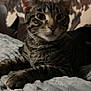 Max is registered to the contest to win money with this photo: animal, bed, blanket, cat, closeup, cozy, cute, ears, fur, furniture, indoor, paws, pet, portrait, relaxed, resting, sofa, striped, tabby, whiskers
