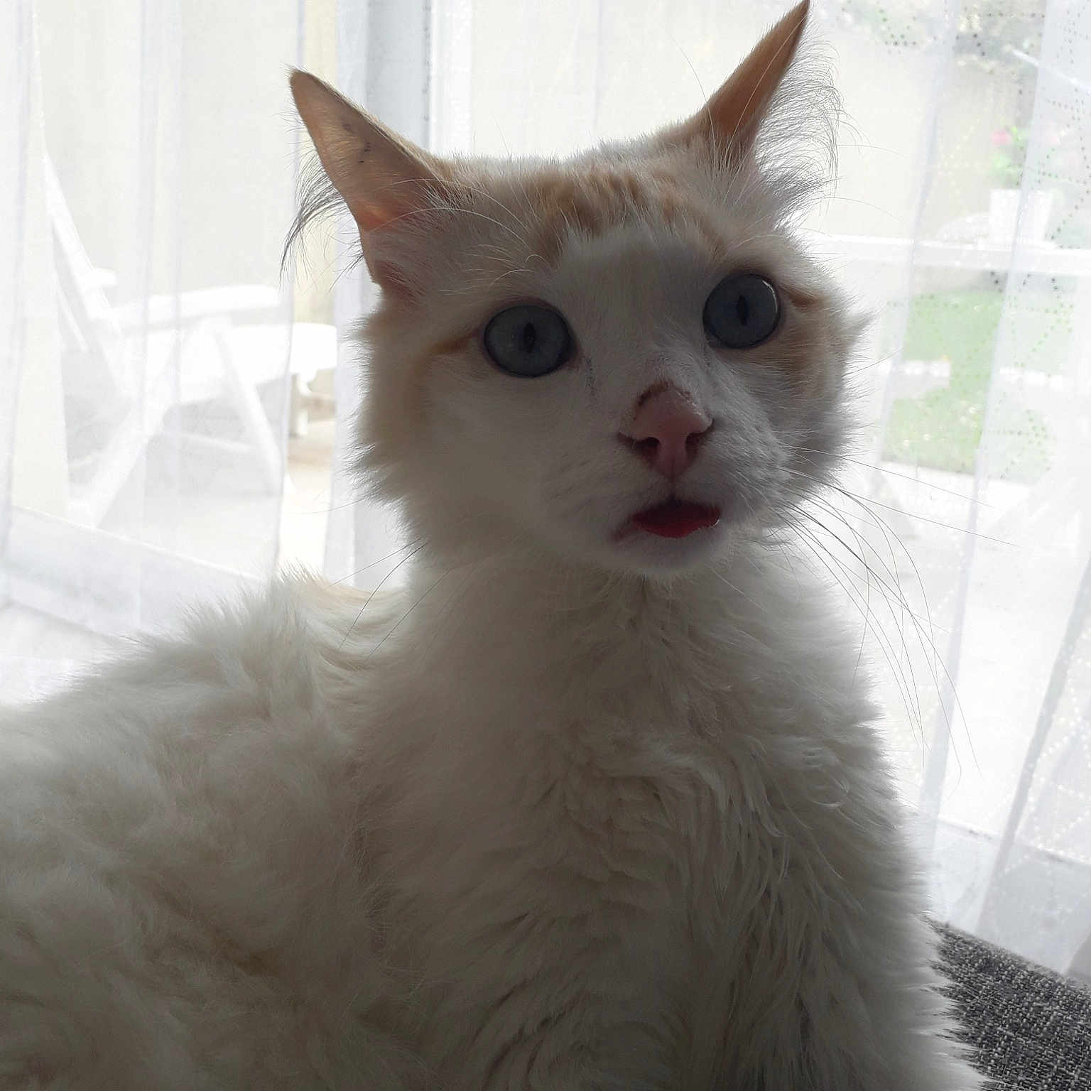 Chaton
