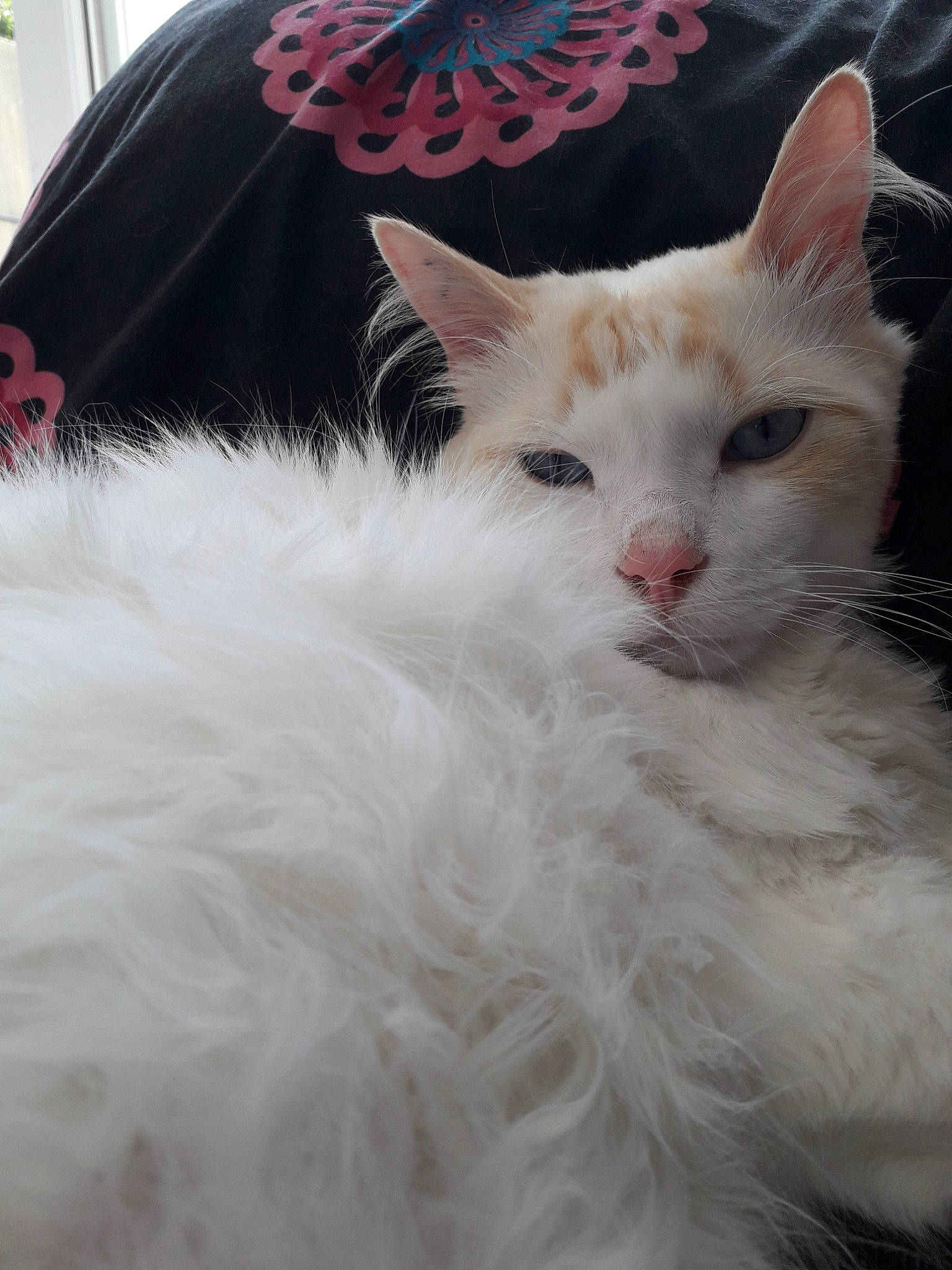 Chaton a rejoint le concours — aidez-le/la à gagner de superbes lots ! carnivore, cat, domestic_long_haired_cat, ear, eye, felidae, fur, khao_manee, kitten, maine_coon, mammal, norwegian_forest_cat, ragdoll, small_to_medium_sized_cats, turkish_angora, turkish_van, vertebrate, whiskers