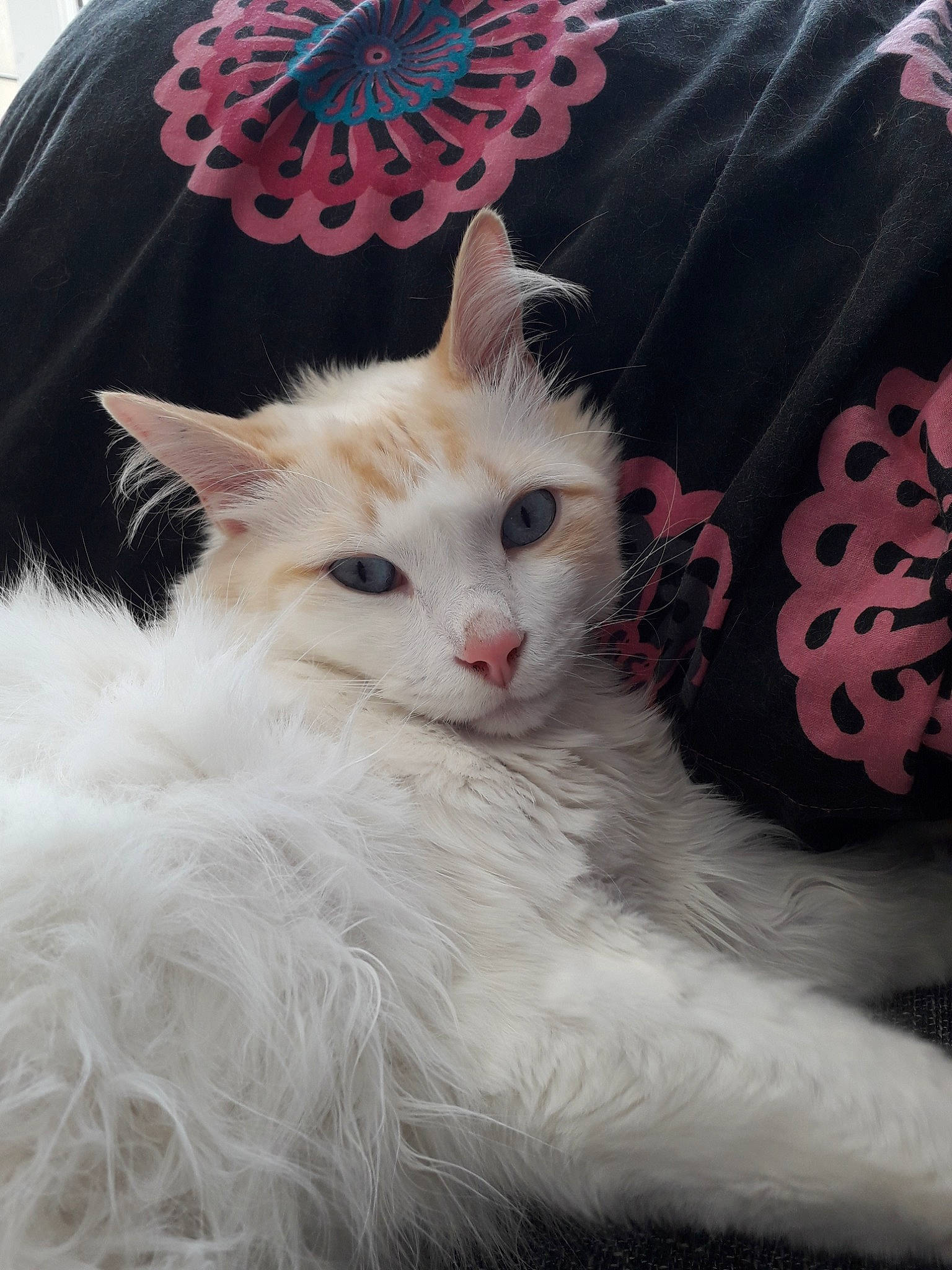 Chaton a rejoint le concours — aidez-le/la à gagner de superbes lots ! carnivore, cat, domestic_long_haired_cat, ear, felidae, fur, khao_manee, kitten, maine_coon, mammal, norwegian_forest_cat, ragamuffin, ragdoll, small_to_medium_sized_cats, turkish_angora, turkish_van, vertebrate, whiskers