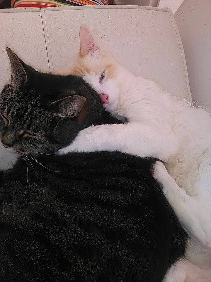 Chaton participe au concours pour gagner de l'argent avec cette photo : aegean_cat, asian, carnivore, cat, domestic_short_haired_cat, european_shorthair, felidae, fur, german_rex, kitten, mammal, nap, ojos_azules, paw, polydactyl_cat, small_to_medium_sized_cats, snout, tail, turkish_angora, whiskers