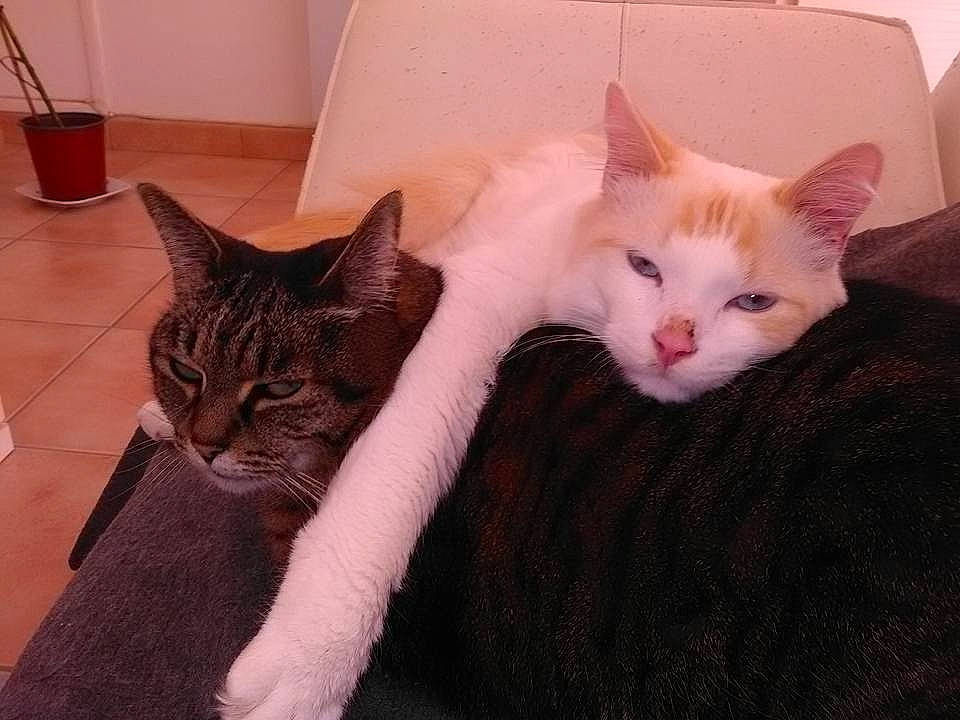 Mlle Beadle a rejoint le concours — aidez-le/la à gagner de superbes lots ! asian, carnivore, cat, domestic_short_haired_cat, european_shorthair, eye, felidae, fur, kitten, mammal, polydactyl_cat, small_to_medium_sized_cats, turkish_angora, turkish_van, whiskers