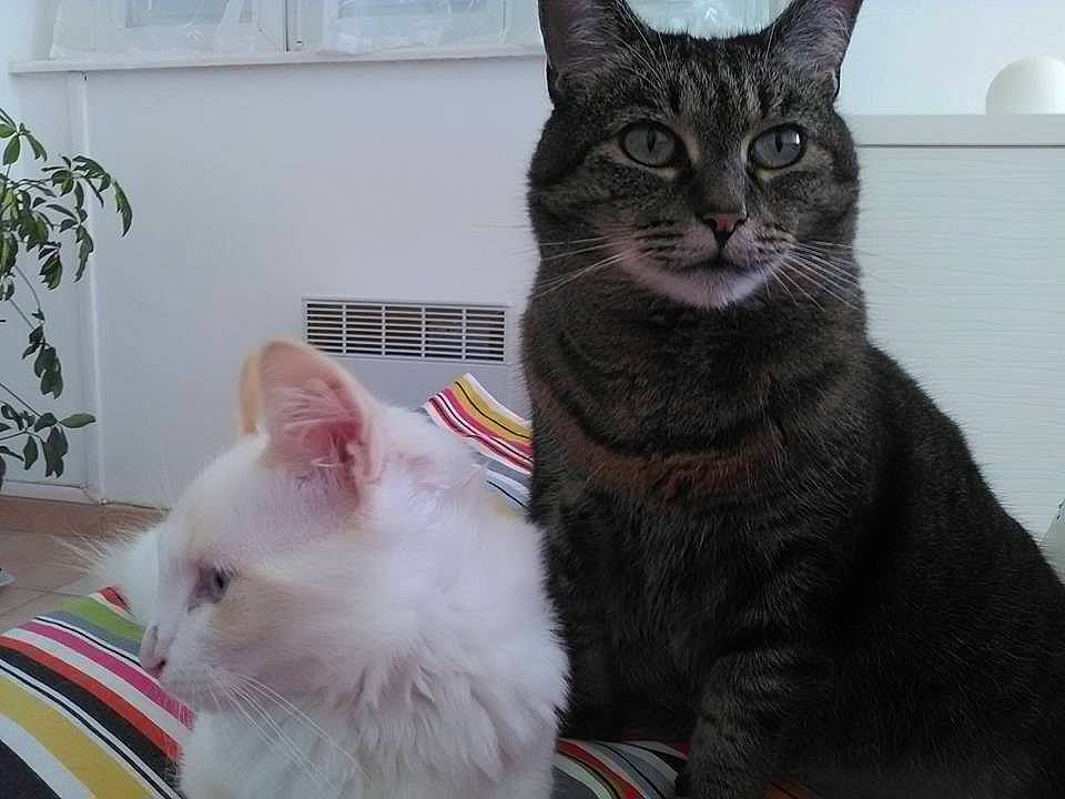 Mlle Beadle participe au concours pour gagner de l'argent avec cette photo : aegean_cat, american_shorthair, asian, british_semi_longhair, carnivore, cat, cymric, domestic_short_haired_cat, european_shorthair, felidae, fur, german_rex, kitten, mammal, polydactyl_cat, small_to_medium_sized_cats, snout, turkish_angora, vertebrate, whiskers