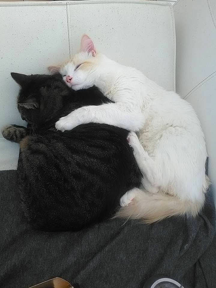 Mlle Beadle participe au concours pour gagner de l'argent avec cette photo : black_cat, carnivore, cat, domestic_short_haired_cat, european_shorthair, felidae, fur, kitten, nap, paw, polydactyl_cat, small_to_medium_sized_cats, tail, whiskers