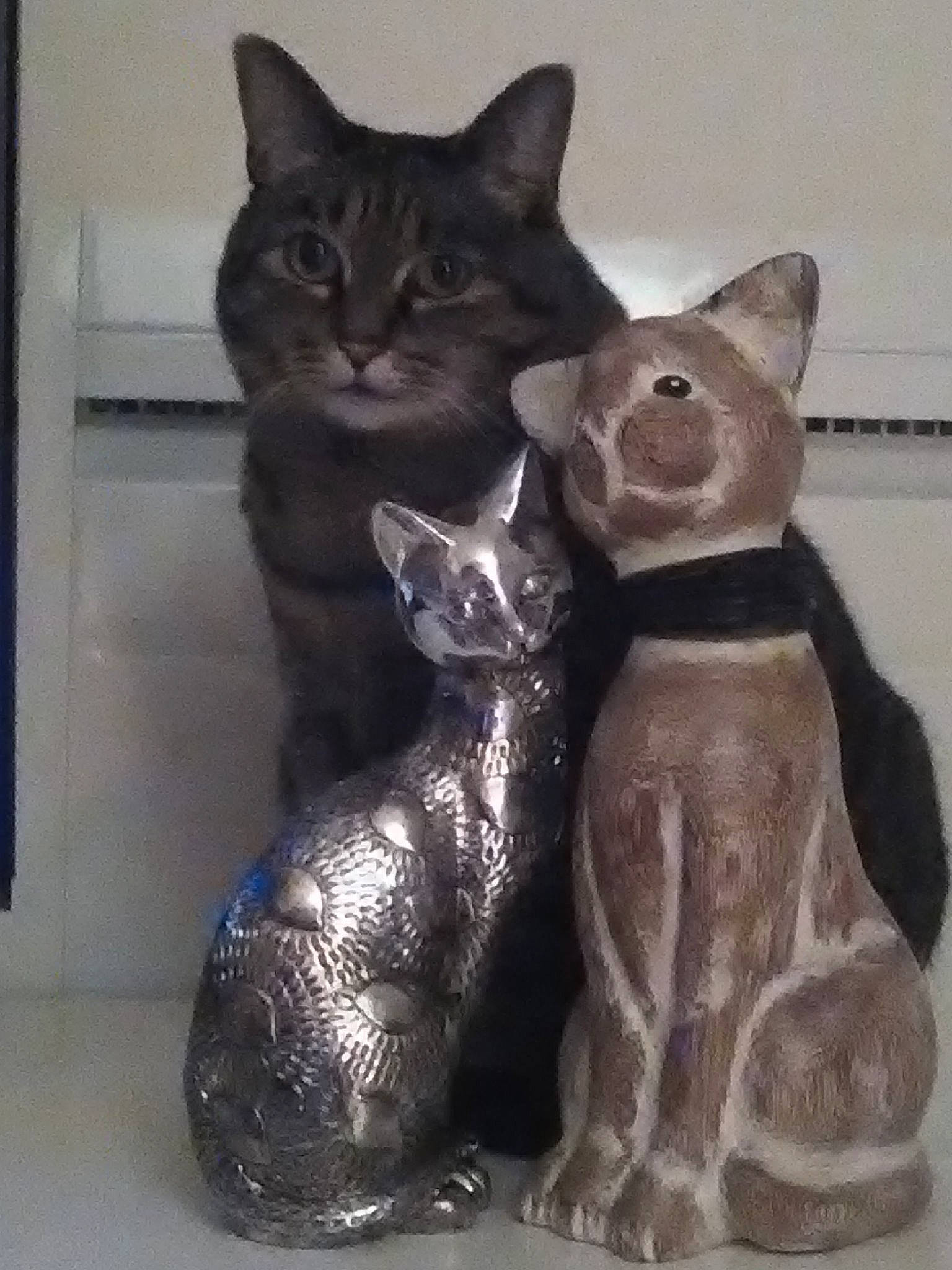 Mlle Beadle participe au concours pour gagner de l'argent avec cette photo : art, asian, carnivore, cat, chartreux, domestic_short_haired_cat, felidae, figurine, kitten, russian_blue, small_to_medium_sized_cats, tail, toy, whiskers