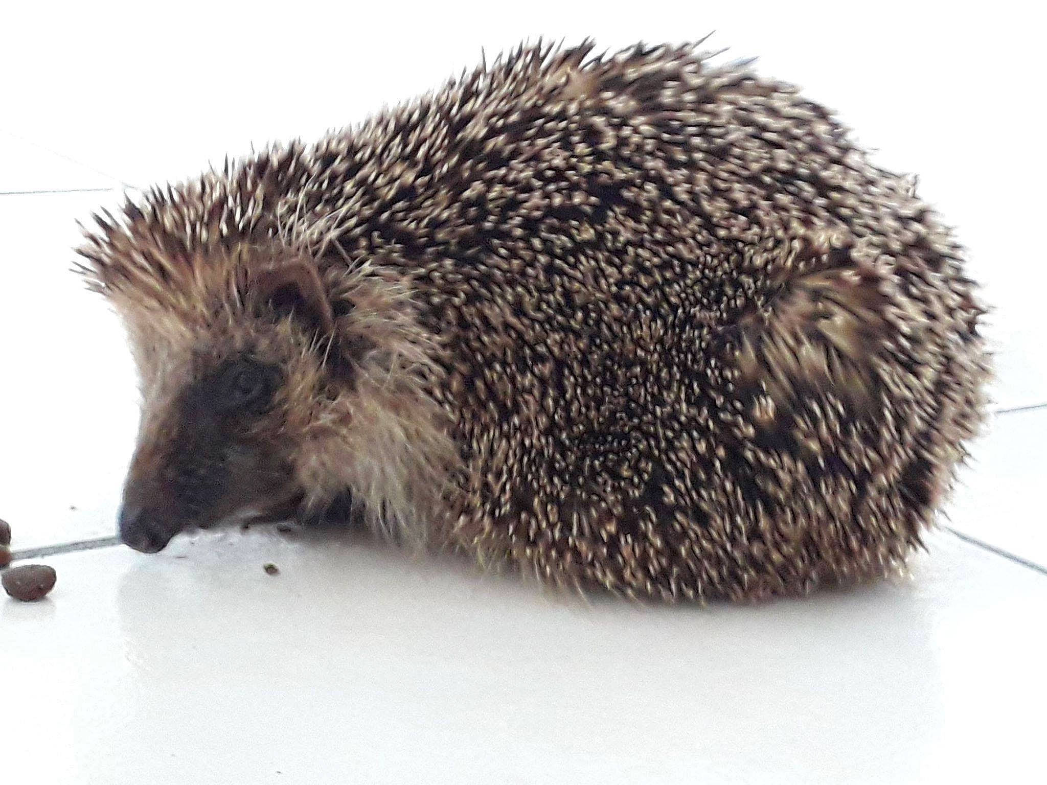 Houddini participe au concours pour gagner de l'argent avec cette photo : domesticated_hedgehog, echidna, erinaceidae, fawn, hedgehog, kiwi, monotreme, new_world_porcupine, porcupine, rodent, snout, terrestrial_animal