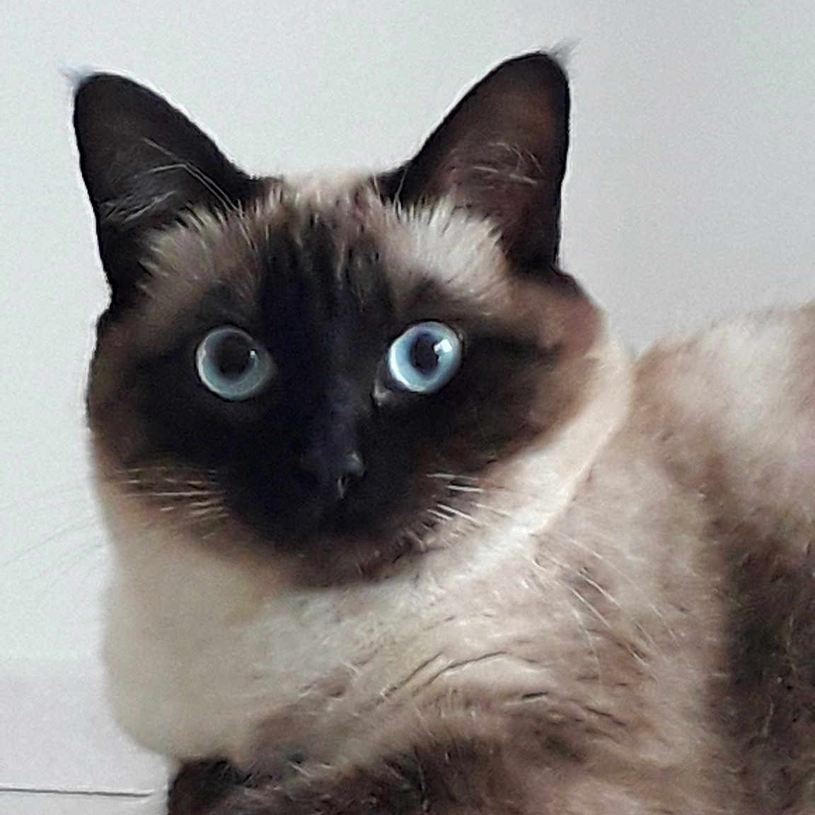 Lilou