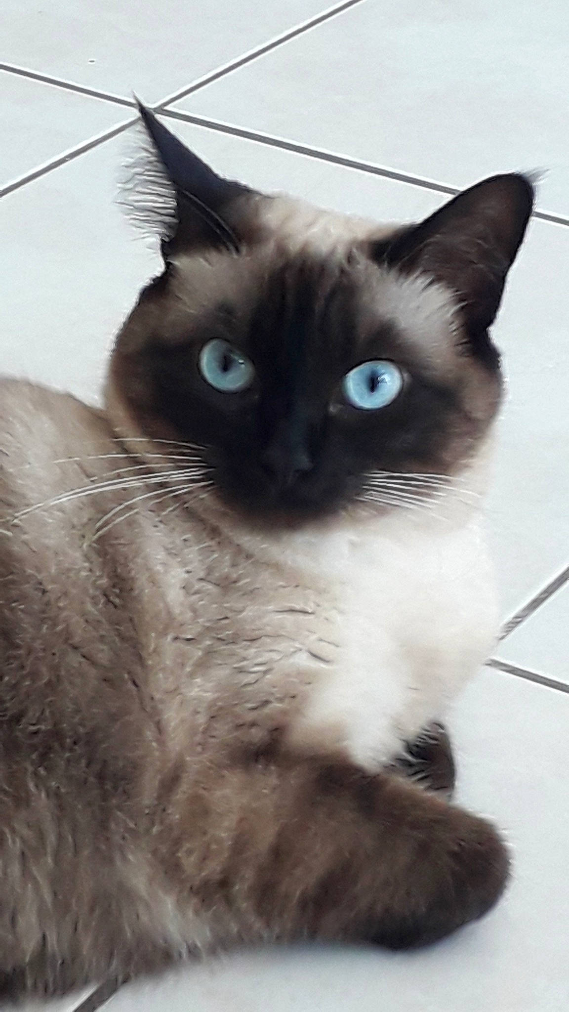 Lilou participe au concours pour gagner de l'argent avec cette photo : asian, balinese, birman, burmese, carnivore, cat, domestic_short_haired_cat, eye, felidae, javanese, mammal, ojos_azules, ragdoll, siamese, small_to_medium_sized_cats, snout, thai, tonkinese, vertebrate, whiskers