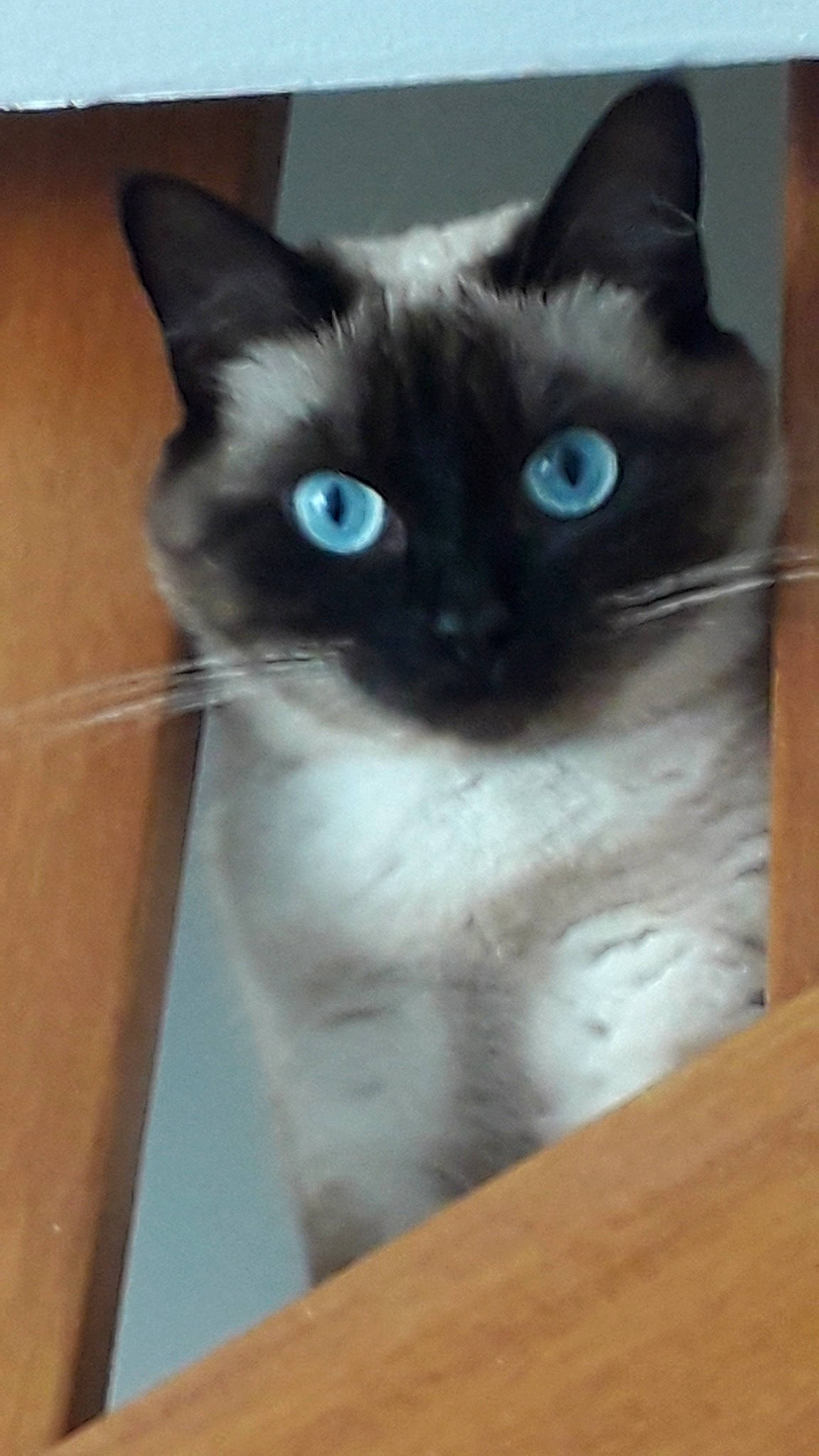 Lilou a rejoint le concours — aidez-le/la à gagner de superbes lots ! asian, birman, burmese, carnivore, cat, domestic_short_haired_cat, eye, felidae, iris, kitten, mammal, ojos_azules, siamese, small_to_medium_sized_cats, snout, snowshoe, thai, tonkinese, vertebrate, whiskers